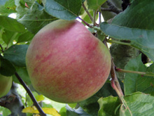 Small image of apple_207_knuthenborg