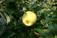Small image of boeghs_citronaeble