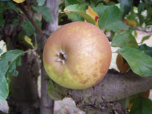Small image of egremont_russet