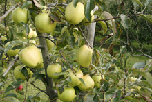 Small image of golden_delicious