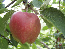 Small image of red_delicious