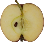half-vertical image