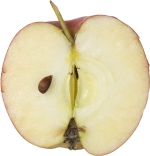 half-vertical image