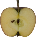 half-vertical image