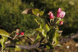 Bud