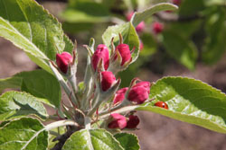 Bud