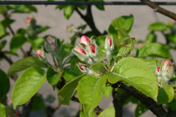 Bud